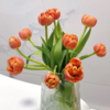 重瓣郁金香丨香橙挞丨10支 商品缩略图2