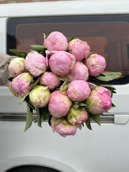 精品花材餐盘芍药花5支 商品图4