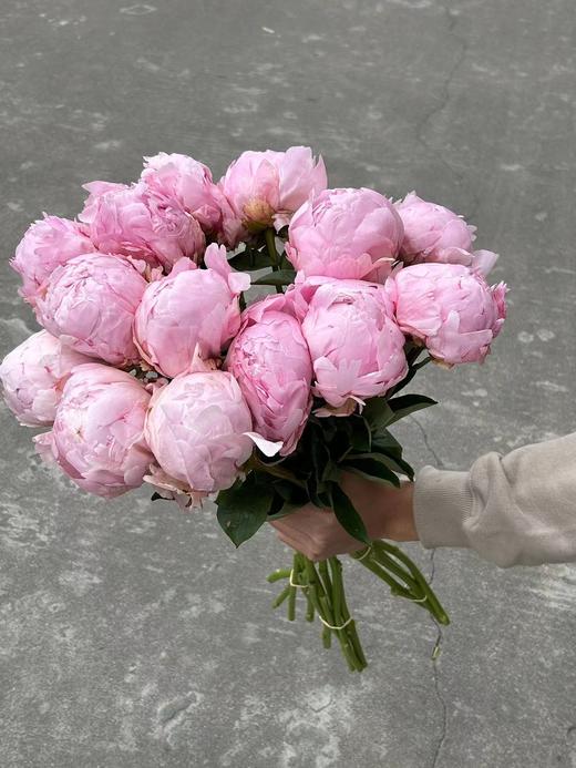 新西兰进口枕边语芍药花5支 商品图7