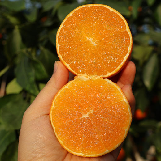 产地直邮-象山红美人 皮薄 肉嫩 多汁 味浓 顺丰快递~ 商品图0