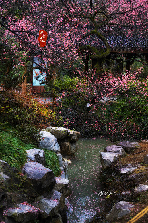 02.25确定出发【江南探梅】“梅”丽相约摄影6天采风团 商品图10