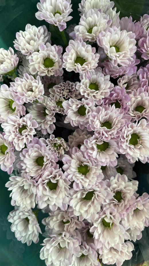 【精品小菊】罗西浅粉 10支/扎（深浅色随机） 商品图9