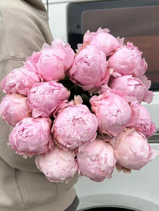 新西兰进口枕边语芍药花5支 商品图8