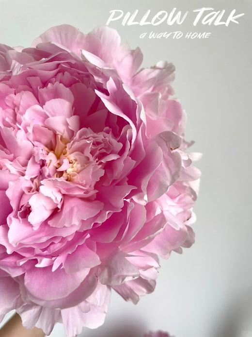 新西兰进口枕边语芍药花5支 商品图3