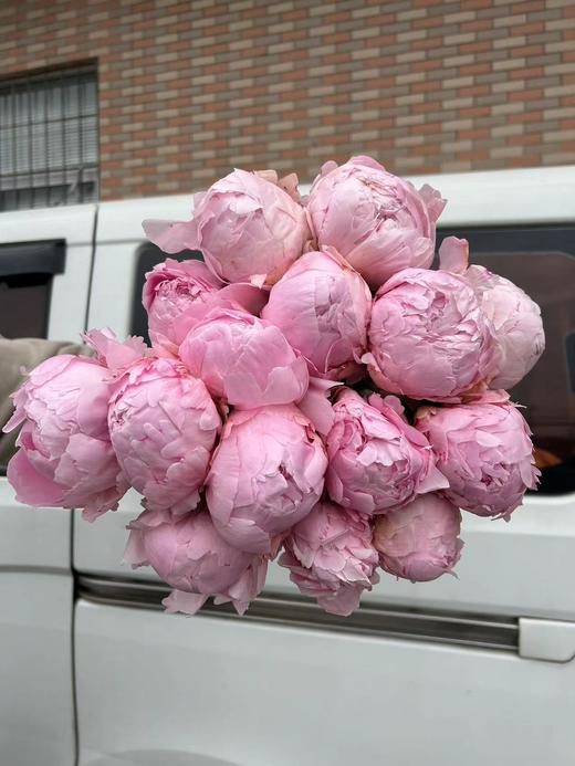 新西兰进口枕边语芍药花5支 商品图5