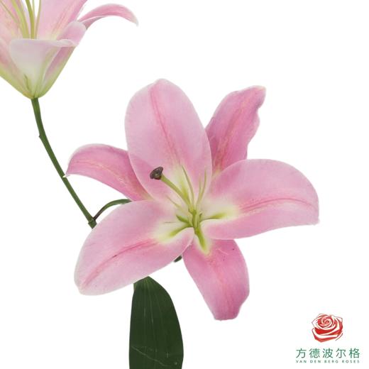 百合-热浪 5枝一扎 商品图0