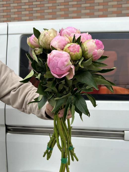 精品花材餐盘芍药花5支 商品图6