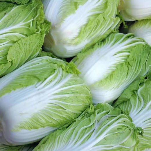 【新鲜净菜】成品大白菜	500g/袋 商品图1