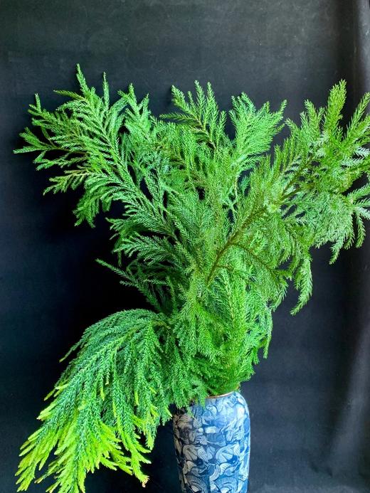 同城甄选精品花材天竺少女1扎 商品图6