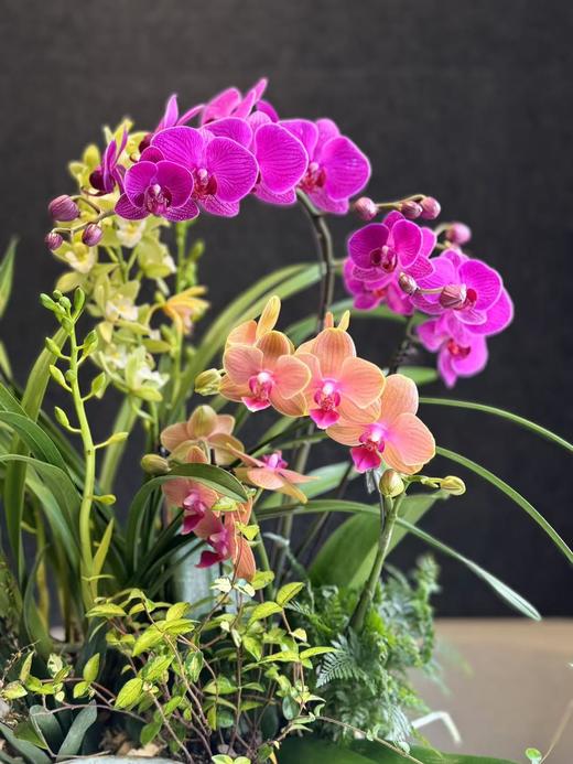 蝴蝶兰 商品图2