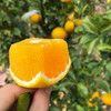 『福建甜心柚』亦橘亦柚，纯甜无酸，鲜嫩多汁，清香四溢，又名甜春桔柚 商品缩略图3
