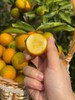 脆蜜金柑特大果礼盒装/融安金桔第三代/新春/送礼/25颗单果40g左右/2斤*1盒（截止8号，之后下单的客户，根据时间前后年后发货） 商品缩略图2