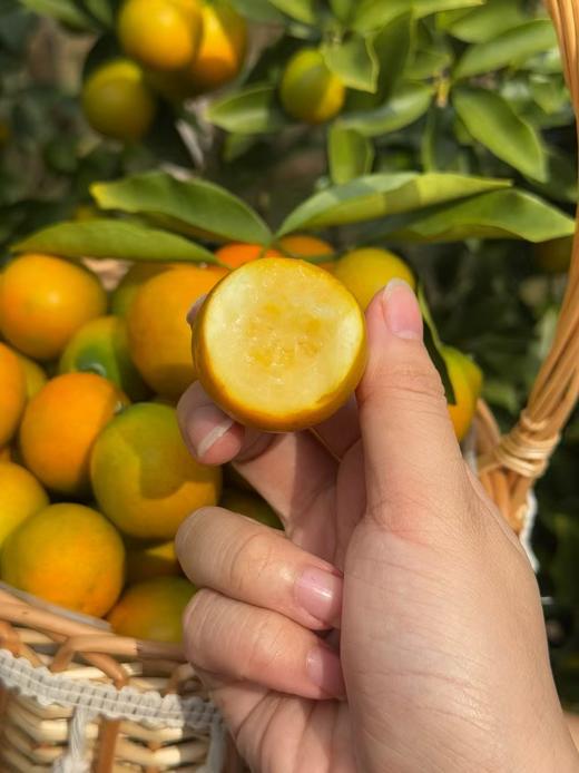 脆蜜金柑特大果礼盒装/融安金桔第三代/新春/送礼/25颗单果40g左右/2斤*1盒（截止8号，之后下单的客户，根据时间前后年后发货） 商品图2