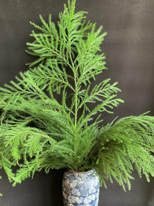 同城甄选精品花材天竺少女1扎 商品图3