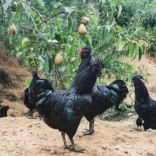 老品种土鸡农家散养走地鸡老母鸡粮食鸡月子鸡整只装新鲜土鸡到家 商品图4