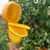 『福建甜心柚』亦橘亦柚，纯甜无酸，鲜嫩多汁，清香四溢，又名甜春桔柚 商品缩略图9