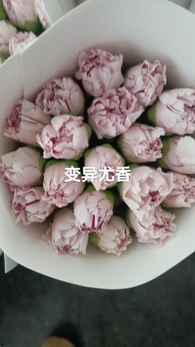 单头康乃馨 | 变异优香