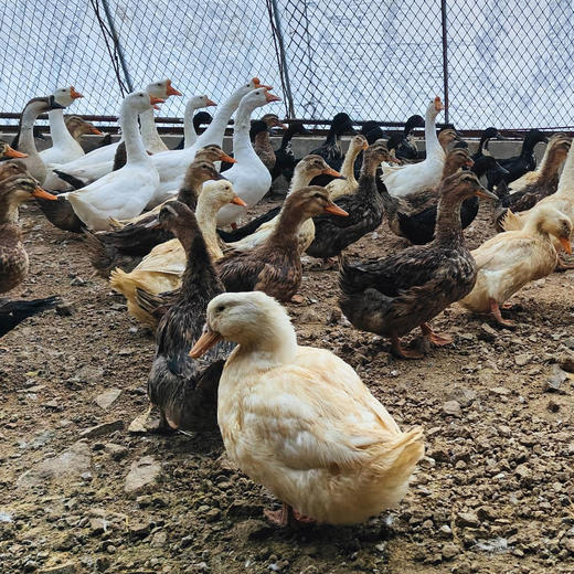 葫芦岛生态山庄野生散养4斤鸭子两年以上高品质现杀现发处理退毛包邮 商品图0