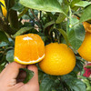 『福建甜心柚』亦橘亦柚，纯甜无酸，鲜嫩多汁，清香四溢，又名甜春桔柚 商品缩略图0