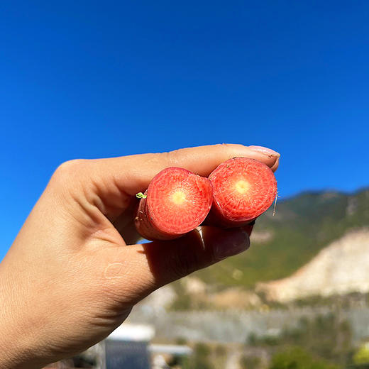 『攀枝花土胡萝卜』高山原生态种植，老品种，外观丑，清甜可口，带泥发货 商品图4