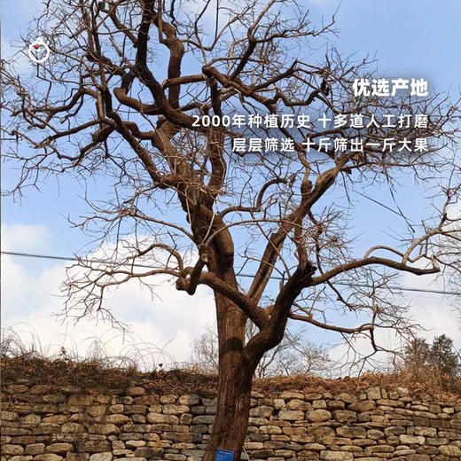 企鹅市集|山东临朐柿饼 礼盒装/家庭装/尝鲜装可选 娇嫩无霜 溏心甜蜜 商品图10