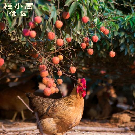 灵山香鸡（现宰鲜鸡，中国国家地理标志保护产品） 商品图2