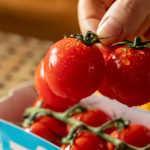一颗大樱桃串番茄|自然生长100天，整串采摘风味更足 商品图0