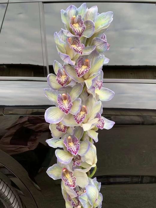 荷兰进口大花蕙兰1支 商品图5