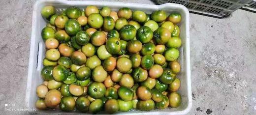 【下单2-3天排单发货】云南良道有机虎眼西红柿1.5kg 商品图5