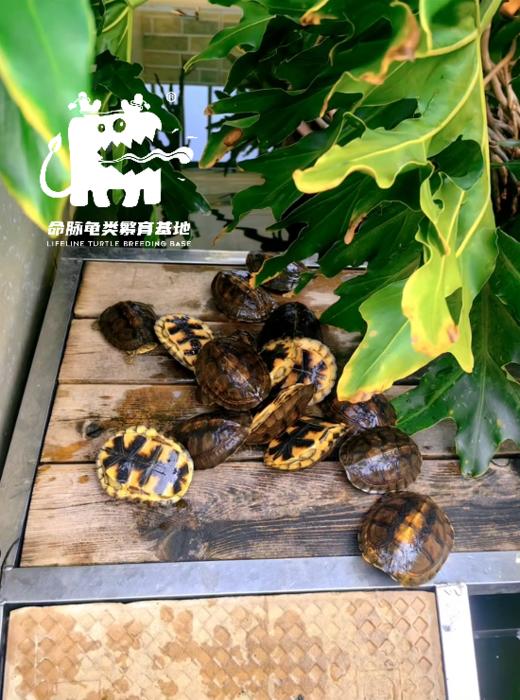 【定金预售】2025年龟苗预定，2025年出苗季发货，  看准详情页后下单 商品图5