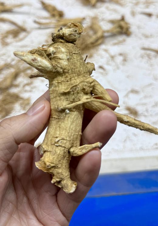 纯加拿大原产西洋参原枝 5年足龄老参 花旗参 药食同源 温性 养生上品 I百里食 商品图9