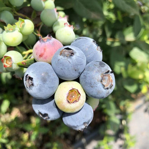 L25花香蓝莓 单果18mm+  4盒装 商品图3
