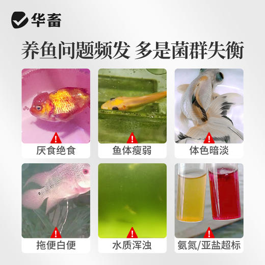 华畜鱼用益生菌锦鲤em菌调节肠道消化鱼池鱼缸水族用菌种饲料伴侣 商品图1