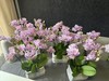 蝴蝶兰 | 樱花 商品缩略图2