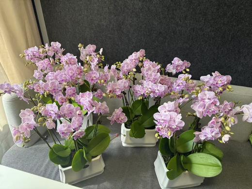 蝴蝶兰 | 樱花 商品图2