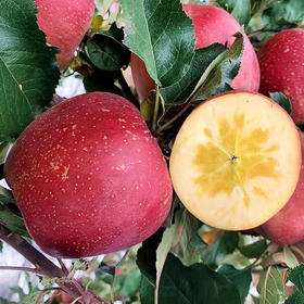 云南昭通丑苹果