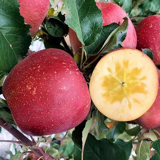 云南昭通丑苹果 商品图0