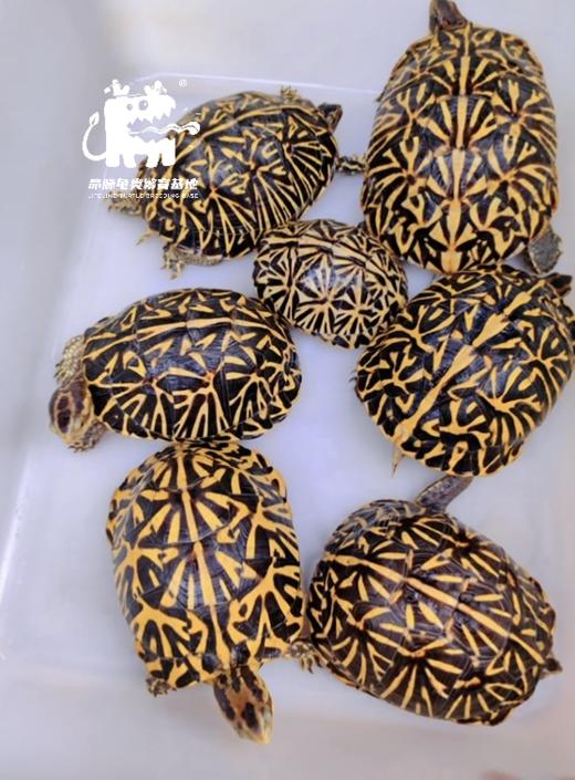 【定金预售】2025年龟苗预定，2025年出苗季发货，  看准详情页后下单 商品图4