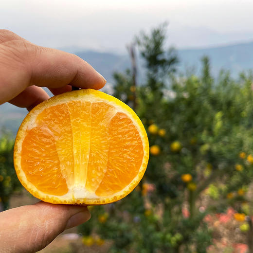 『福建甜心柚』亦橘亦柚，纯甜无酸，鲜嫩多汁，清香四溢，又名甜春桔柚 商品图4