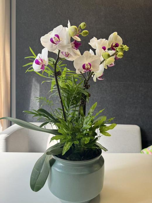 蝴蝶兰 商品图0