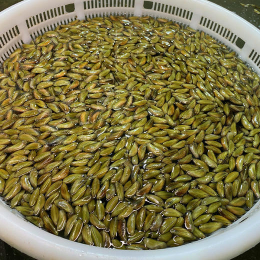 【寻味潮汕】鹏派潮汕薄壳米250克/盒 冷链包邮海瓜子现剥现发 商品图3