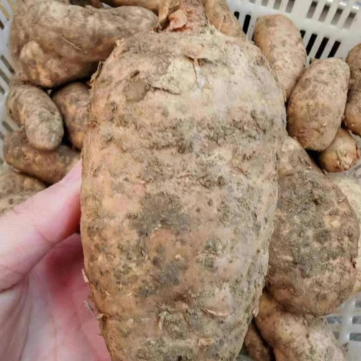 云南昭通天麻 商品图3