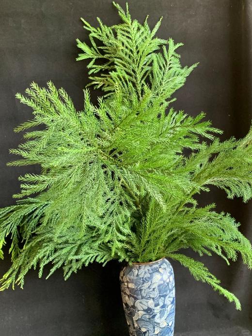 同城甄选精品花材天竺少女1扎 商品图7