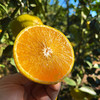『福建甜心柚』亦橘亦柚，纯甜无酸，鲜嫩多汁，清香四溢，又名甜春桔柚 商品缩略图1
