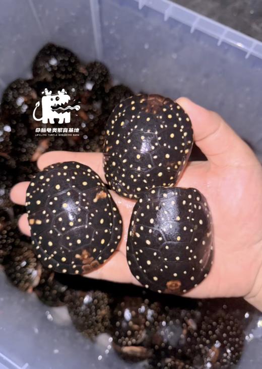 【定金预售】2025年龟苗预定，2025年出苗季发货，  看准详情页后下单 商品图3