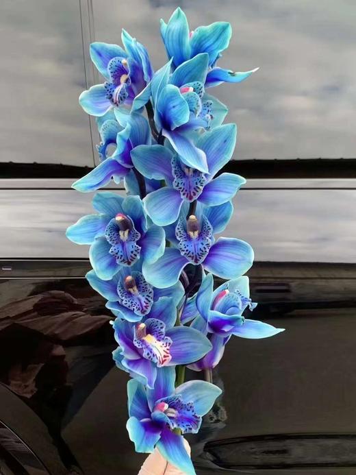 荷兰进口大花蕙兰1支 商品图4