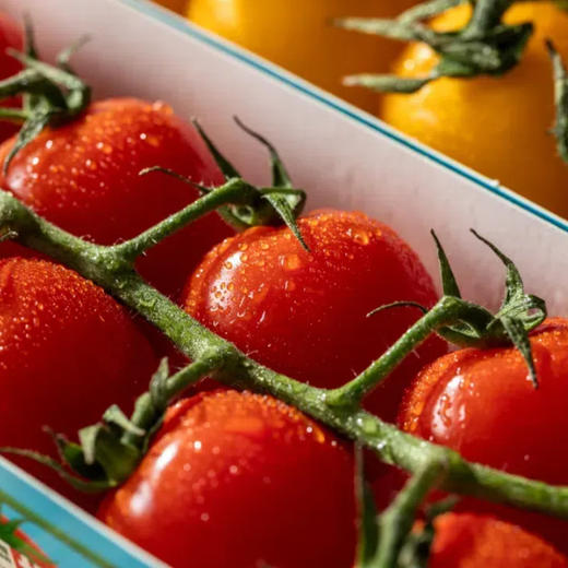 一颗大樱桃串番茄|自然生长100天，整串采摘风味更足 商品图2