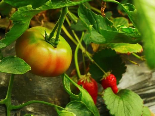 【下单2-3天排单发货】云南良道有机虎眼西红柿1.5kg 商品图3