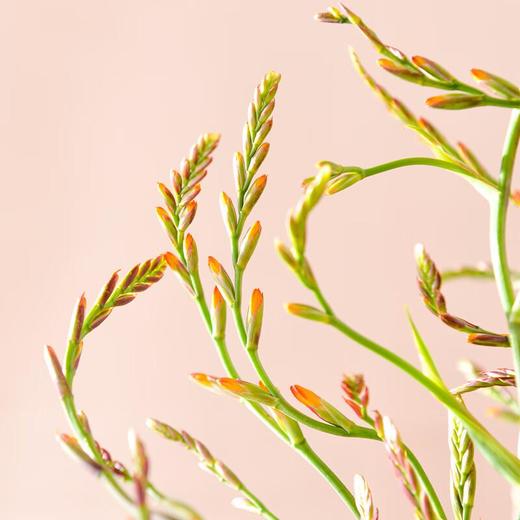 火焰兰1束 商品图1