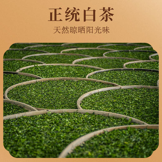 【5饼秒杀·赠¥128陈皮白茶+密封袋】华祥庄园-1000g白牡丹提箱装（到手200g*5饼） 商品图5